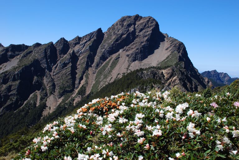 玉山主峰北峰賞花