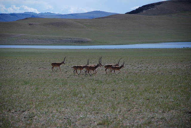 藏羚羊DSC_0920.JPG