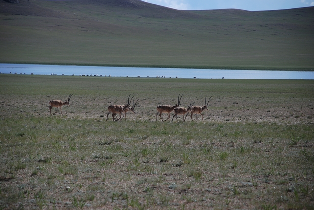 藏羚羊DSC_0923.JPG