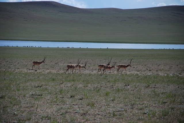 藏羚羊DSC_0925.JPG