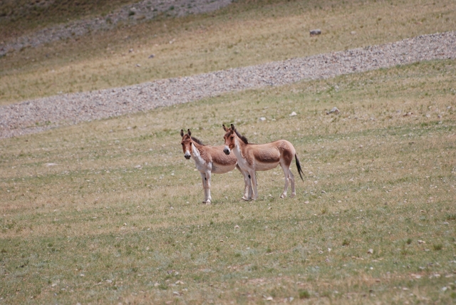 野驢DSC_0568.JPG